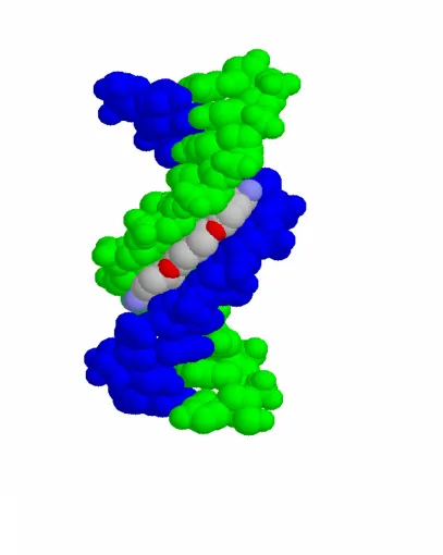 Figure 1.2  The crystal structure of pentamidine bound to d(CGCGAATTCGCG)2 (PDB: 