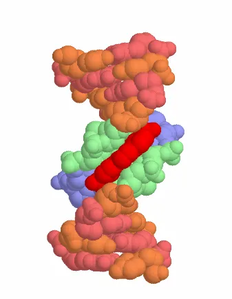 Figure 1.3  The crystal structure of furamidine bound to d(CGCGAATTCGCG)2 (PDB: 