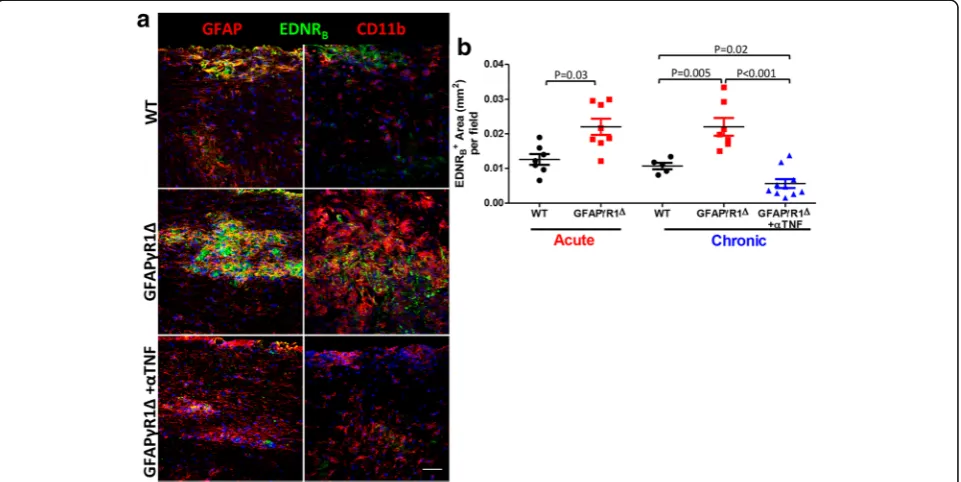 Fig. 7 TNF blockade reduces EDNRp.i. Images are representative of six to eight separate fields from two individual mice per group and two individual experiments