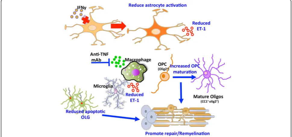 Fig. 8 Model of astrocyte-dependent regulation of remyelination during progressive EAE