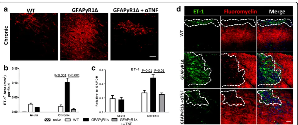 Fig. 4 Reduced TNFR2 mRNA expression in OLG during progressive EAE in GFAPPγR1Δ mice. a TNFR1 and TNFR2 mRNA levels determined byRT-PCR of total spinal cord RNA from WT and GFAPγR1Δ mice undergoing EAE at d19 and d30 p.i