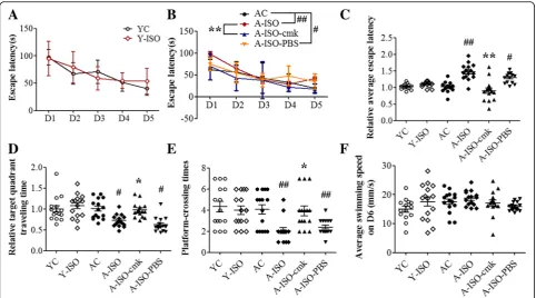 Fig. 1YC = blank control of young mice; Y-ISO = young mice exposed to isoflurane; AC = blank control of aged mice; A-ISO = aged mice exposed to isoflurane;n = 15)