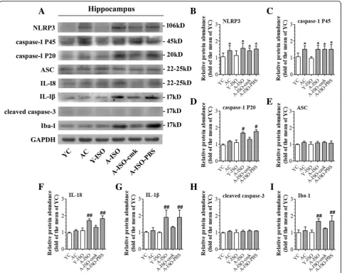 Fig. 3 NLRP3 priming was induced by LPS stimulation. Different doses of LPS were added to the cell culture media of BV-2 cells or primary microglial*cultures for 30 min