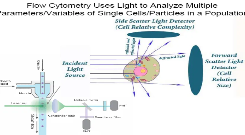 Figure 1 Simplified scheme of flow cytometer (from Murphy 2006). 