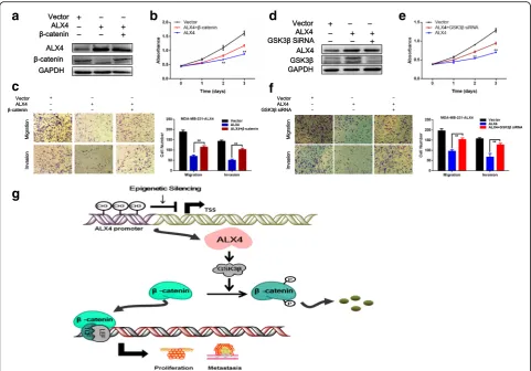 Fig. 7 ALX4 inhibited the progression of breast cancer via promoting phosphorylation degradation of β-catenin in a GSK3β dependent manner.a The expression of ALX4 and β-catenin was analyzed by WB 48 h after transfection with control vector or β-catenin ove