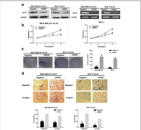 Fig. 3 Knockdown of ALX4 in MDA-MB-231-ALX4 and MCF-7-ALX4 stably cells recovered the inhibition effect.were performed to examine the effect of ALX4 knockdown on cell migration and invasion