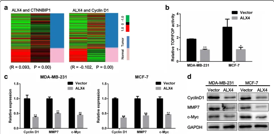 Fig. 5 ALX4 suppresses the Wnt/β-catenin pathway. a ALX4 was positively correlated with CTNNBIP1 expression (R = 0.093, P = 0.00) andnegatively correlated with Cyclin D1 expression (R = −0.102, P = 0.00)