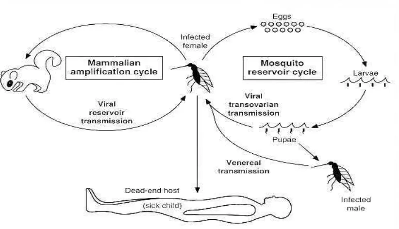 Figure 1: Life Cycle of La Crosse Virus 