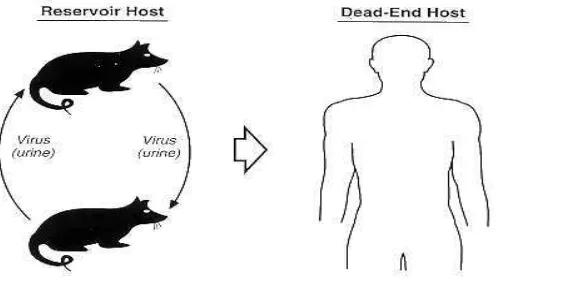 Figure 2: Transmission to Human host  
