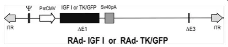 Figure 1 Schematic representation of the construction of theRAd-IGF-I and RAd-TK/GFP adenoviral vectors