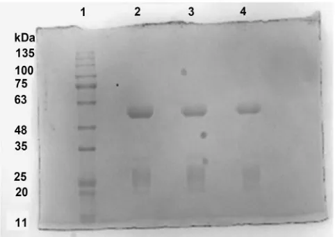 Figure 1. SDS-PAGE Gel of affinity purified goat polyclonal An-tibodies. Gel stained with Coomassie Brilliant Blue