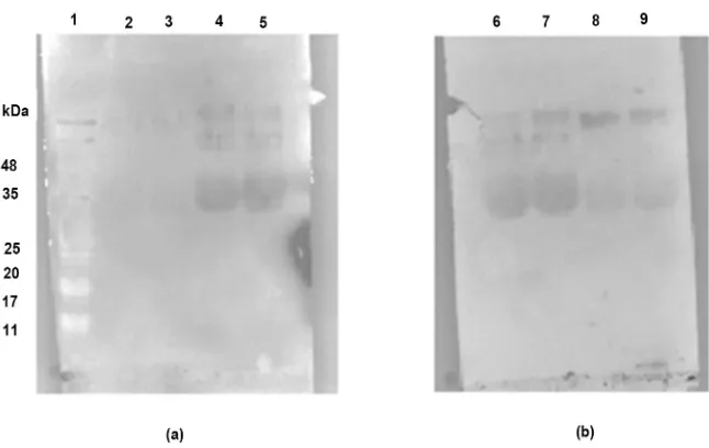 Figure 7. Nitrocellulose membrane and SDS-PAGE Gel after protein transfer (a) Nitro-cellulose membrane stained with Ponceau Red