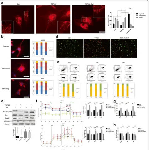 Fig. 6 TGF-β2 and autophagy-mediated energy generation of glioma and mitochondria function