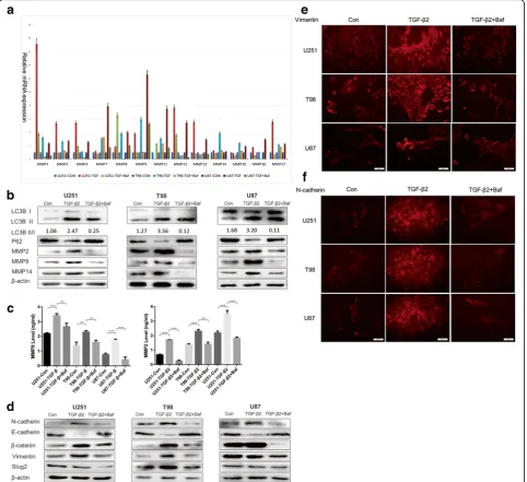 Fig. 4 Impairing autophagy inhibits MMP generation and secretion as well as EMT-like process, which lead to deficient glioma invasion
