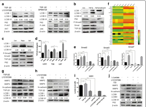 Fig. 5 TGF-β2 activates glioma autophagy via Smad dependent and independent pathways, which in turn promote TGF-β autocrine signalingand boost glioma invasion