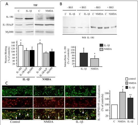 Figure 3 Effect of NMDA and IL-1cultures exposed (+BSIL-1increases IL-1RI localization in the Triton-insoluble fraction (TIF) (*of 4 independent experiments.are not shown.b on IL-1RI subcellular localisation