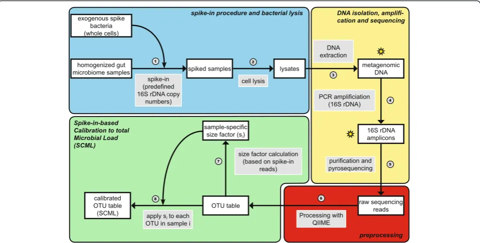 Fig. 6 Procedural overview of proposed spike-in procedure and the spike-in-based calibration to total microbial load (SCML)