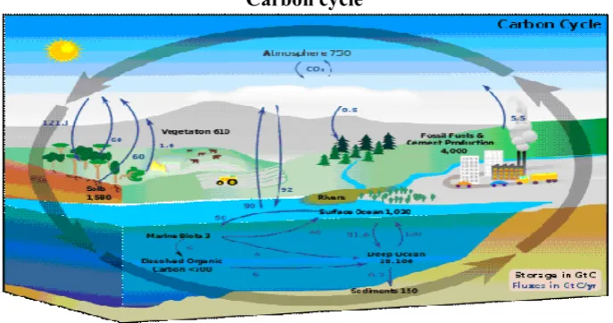 Figure 4: Carbon Cycle 