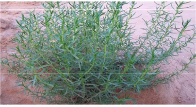 Fig. 1. Picture of plant Artemisia monosperma