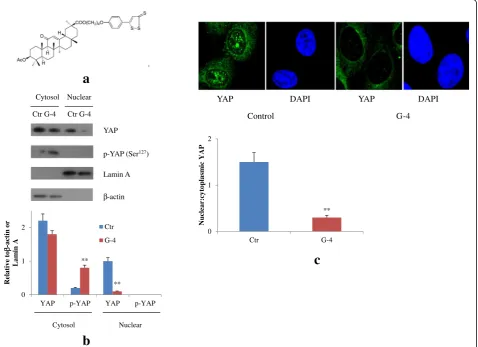Fig. 6 G-4 inactivates YAP in colorectal cancer cells.HCT15 /Tax cells. YAP subcellular localization was determined by immunofluorescence staining for endogenous YAP (green) along with DAPI forDNA (blue)