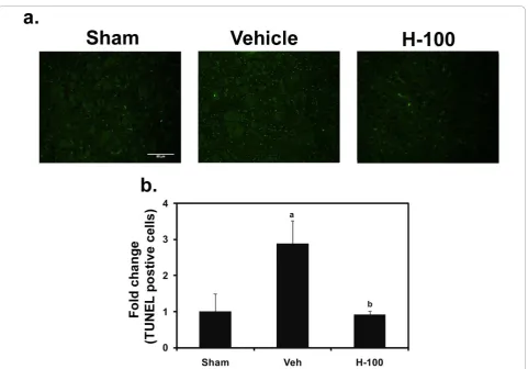 Figure 8 TUNEL staining representing apoptotic cells in and around the penumbra of ipsilateral brain after 24 hrs of reperfusion in allthree groups (Sham, Vehicle and H-100)