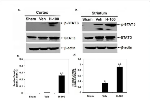 Figure 5 Western blot analysis of pSTAT-3/STAT-3 expression in tissue after 24 hrs of reperfusion