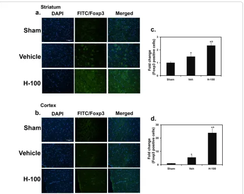 Figure 6 Foxp3 immunofluorescent staining in brain after 3 hrs of reperfusion. Photographs show Foxp3 staining in striatum (a) andcortex (b) regions of brain in all three groups (Sham, Vehicle and H-100)