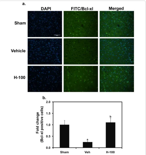 Figure 7 Immunofluorescent staining for Bcl-xL in and around the penumbra of ipsilateral brain after 24 hrs of reperfusionRepresentative images of Bcl-xL-positive cells (FITC - green fluorescence) along with nuclear staining (DAPI - blue) in Sham, Vehicle 