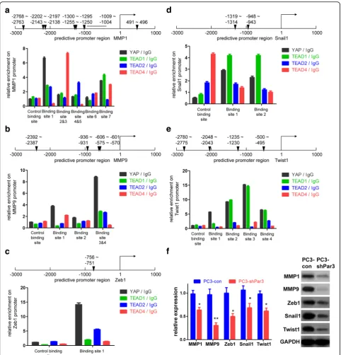 Fig. 6 Knockdown of Par3 decreases the expression of pro-metastatic genes in PC3 cells