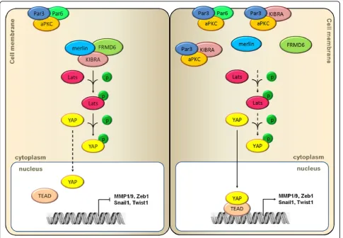 Fig. 7 Elevated expression of Par3 promotes PCa metastasis via Hippo pathway inactivation