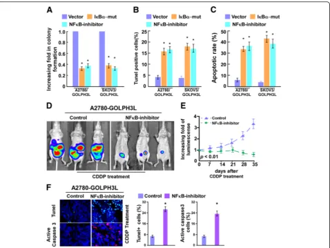 Fig. 5 NF-Each bar represents the mean ± SD of three independent experiments.with the vector, Idifferent treatment groups at the indicated weeks.caspase3 in the indicated tissues,cisplatin-induced (20κB signaling pathway is required for GOLPH3L-induced che