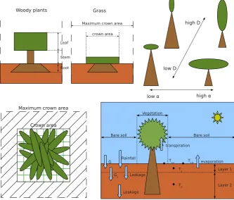 Fig. 1. Conceptual plot of vegetation structures and carbon–water–energy coupled model