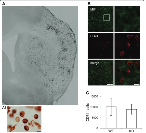 Figure 9 Number of CD74the infarct core.co-localization MIF (Alexa 488, green)/CD74 (Cy3, red) in the infarct core