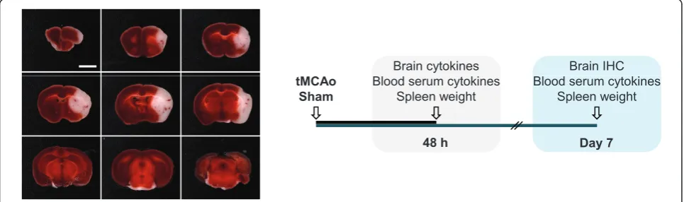 Figure 1 Experimental settingsobtained in average after a 45 min occlusion of the right middle cerebral artery, in C57BL/6 mice (white)