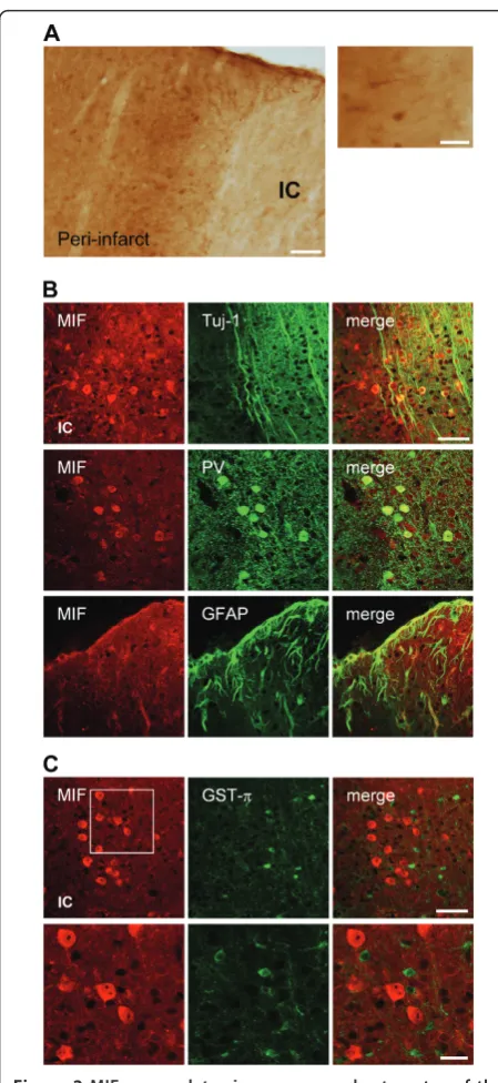 Table 2 Number of WT and MIF-KO mice used perexperimental condition