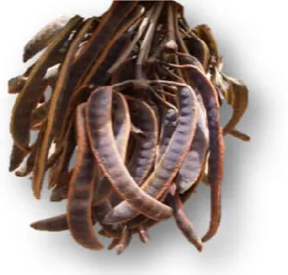 Figure 1. Parkiabiglobosa   fruit  