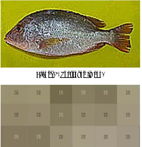 Figure 7. Pixel indexed of original image. 