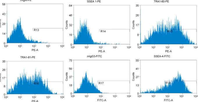 Fig. 2. RCe006-A (RC-2) (passage 6) was subjected to ﬂow cytometry analysis for markers of pluripotency with speciﬁc antibody or isotype control as indicated above the histograms.