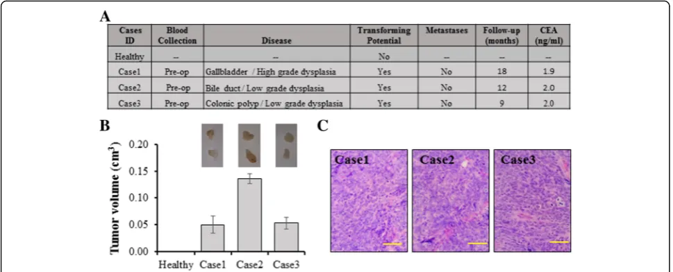 Fig. 6 Sera from patients with dysplastic lesions were able to transform BRCA1-KO Fibroblasts