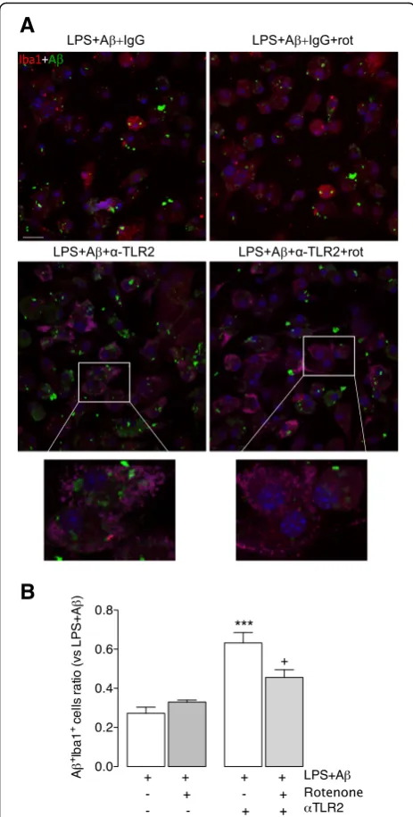 Fig. 6 Rotenone, an inhibitor of oxidative metabolism, overcomes theas a ratio between the number of A((F3,21) = 19.27;multiple comparison test), and this effect is significantly attenuated whenrotenone was added to the incubation (LPS + AArotenone (rot; r