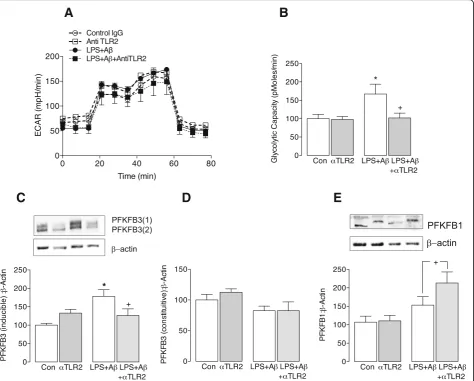 Fig. 4 Anti-TLR2 antibody attenuates the LPS + Aattenuated when cells were also incubated with anti-TLR2 antibody (β-induced glycolytic capacity of microglia
