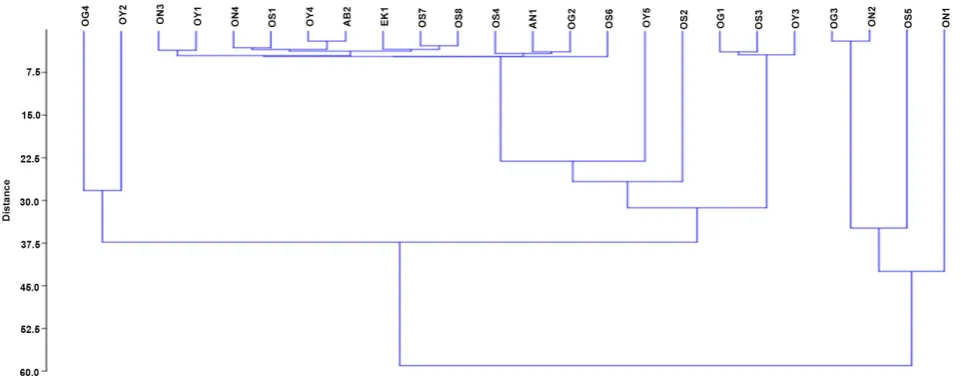 Figure 1. Dendogram showing genetic relationship among twenty five accessions of Garcinia kola
