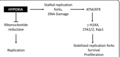 Fig. 2 Hypoxia-induced DNA damage repair signaling. Cellsattempting to proliferate under hypoxic conditions experienceslowed replication due to decreased nucleotide pools [65, 85]