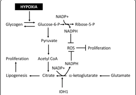 Fig. 3 Hypoxia induces metabolic adaptations to prevent ROSrelated damage and maintain proliferation