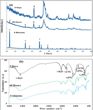 Fig. 1. X-Ray patterns (a) and IR spectrum  (b) of the cement samples  without chitosan after immersion in deionized water at 37°C: 5 min