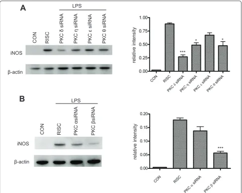 Figure 7 Effects of downregulation of PKC isoforms on iNOS expression in LPS-activated BV-2 cellsgroups were compared to the RISC-free siRNA control group.for 6 hr and then lysed for western blot analysis