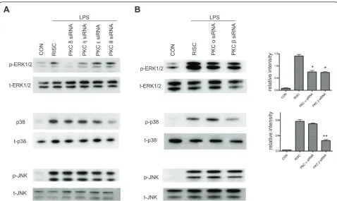 Figure 8 Effects of downregulation of PKC isoforms on the phosphorylation of MAPK in LPS-treated BV-2 cellsphosphorylated and total ERK1/2, p38 and JNK