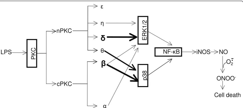 Figure 9 Novel pathway of PKC and MAPK-mediated transcriptional activation of iNOS in LPS-treated BV-2 cells
