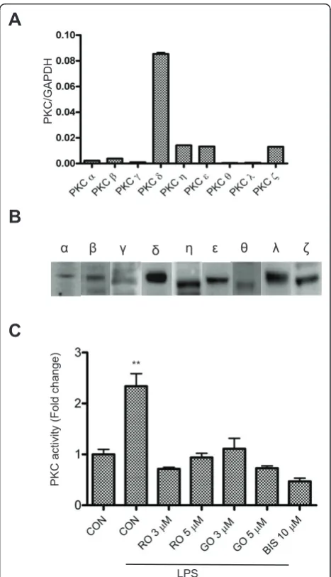 Figure 1 Expression and activation of various PKC isoforms inwas used as an internal control