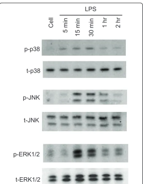 Figure 3 Time course of MAPK activation induced by LPS inmin, 1 or 2 hr and whole cell lysates at different time points werecollected and subjected to western blot with antibodies againstphosphorylated and total p38, JNK and ERK1/2, respectively.Phosphoryl